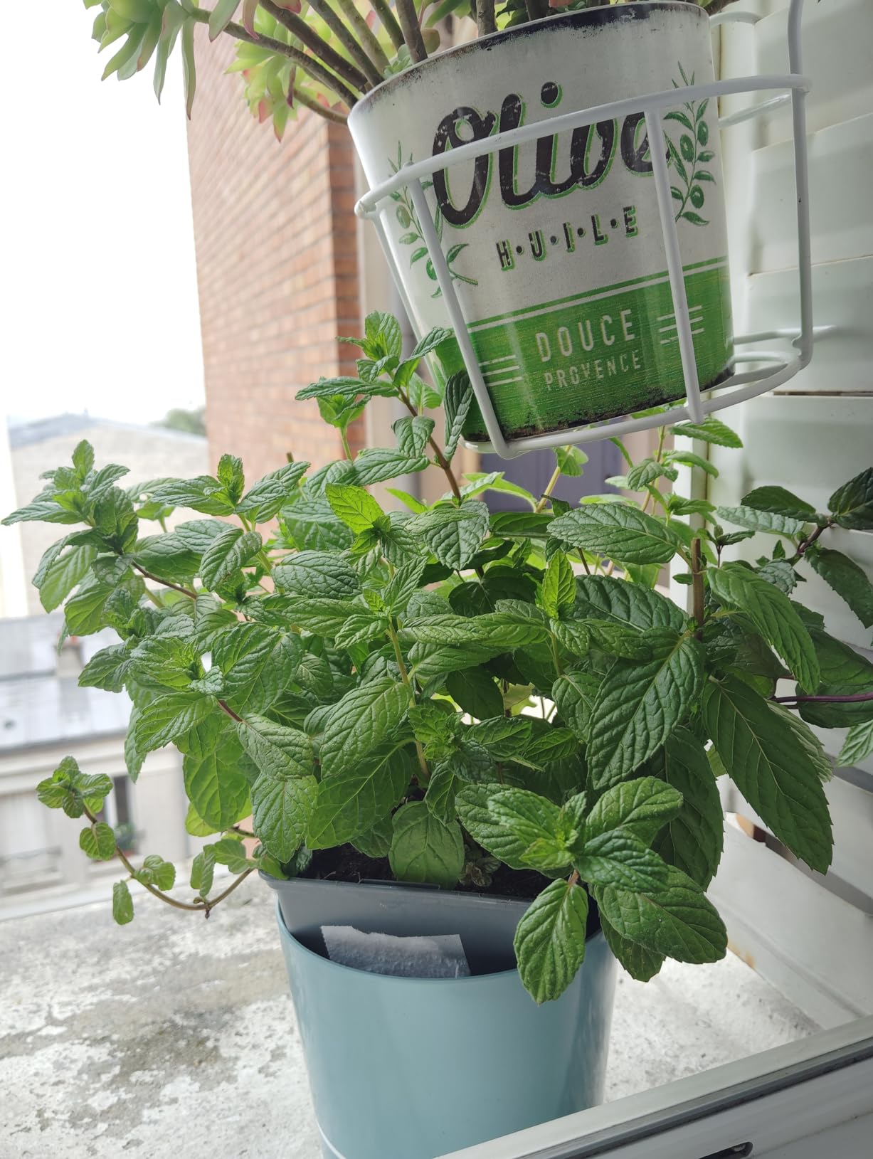 Mon basilic tient enfin plus de trois jours